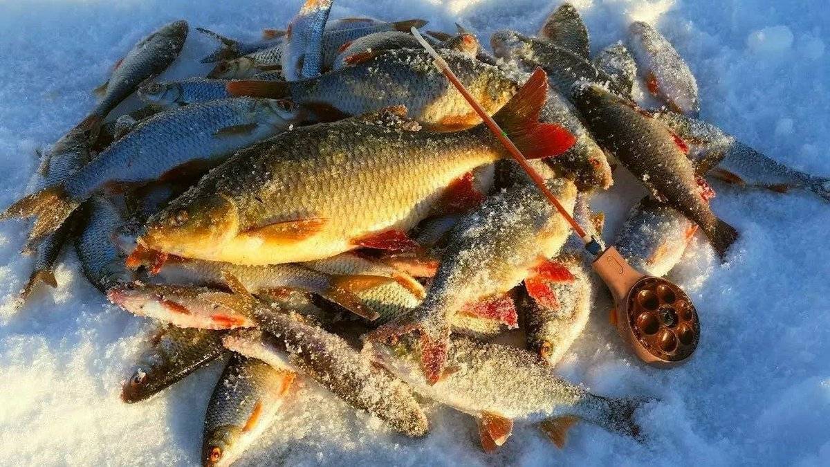Рыбалка в карагандинской области: лучшие места для ловли, советы рыболовов из кз