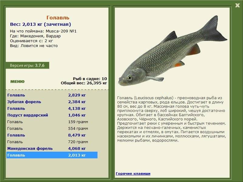 Рыба голавль фото и описание. советы по ловле