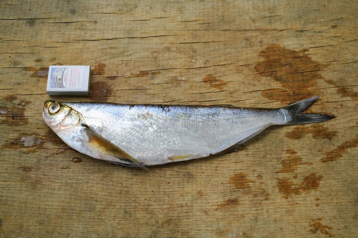 Чехонь рыба: фото и описание, где водится, как поймать и на что ловить, рецепты приготовления с видео