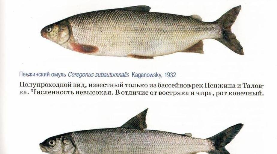 Рыба рипус: описание, среда обитания, рыбалка, рецепты приготовления