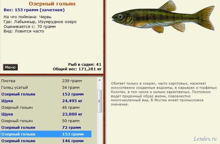 Рыба гольян обыкновенный: описание вида, места обитания