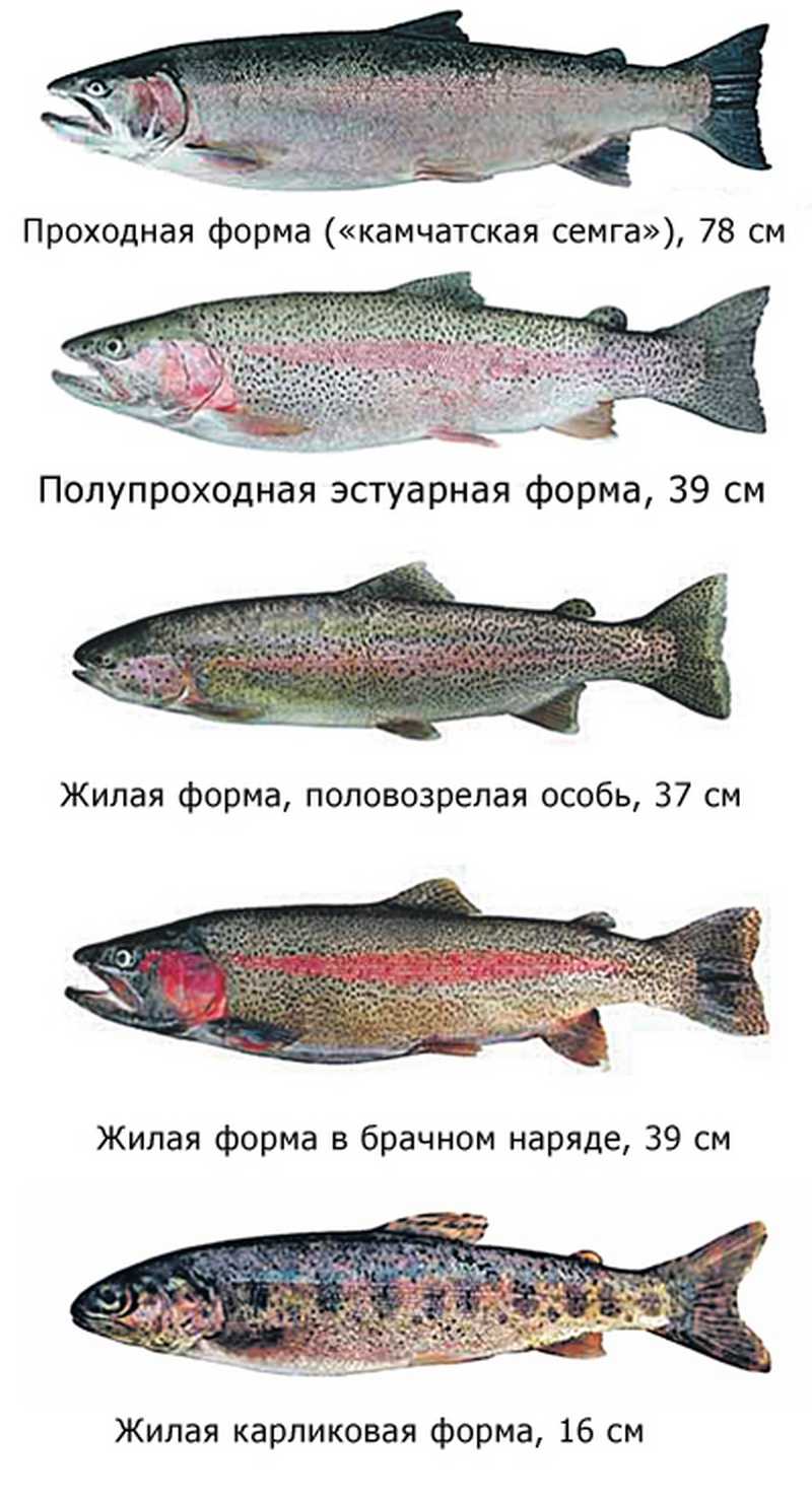 В чем разница между лососем и семгой?