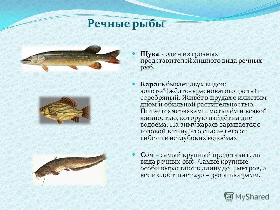 Толстолобик пёстрый — рыба семейства карповых, hypophthalmichthys nobilis