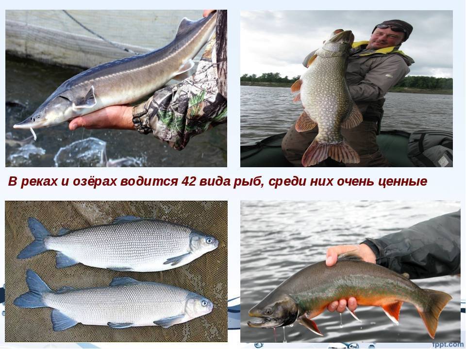 Рыбалка в брестской области: на реках, озерах, водохранилищах, клевые места