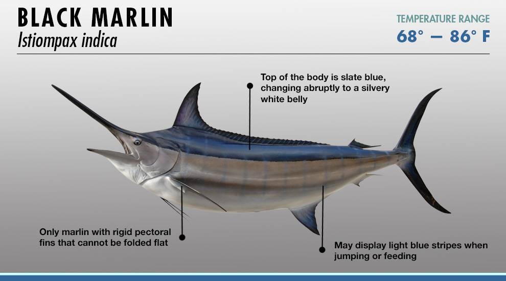 Марлин рыба: фото, описание, где обитает