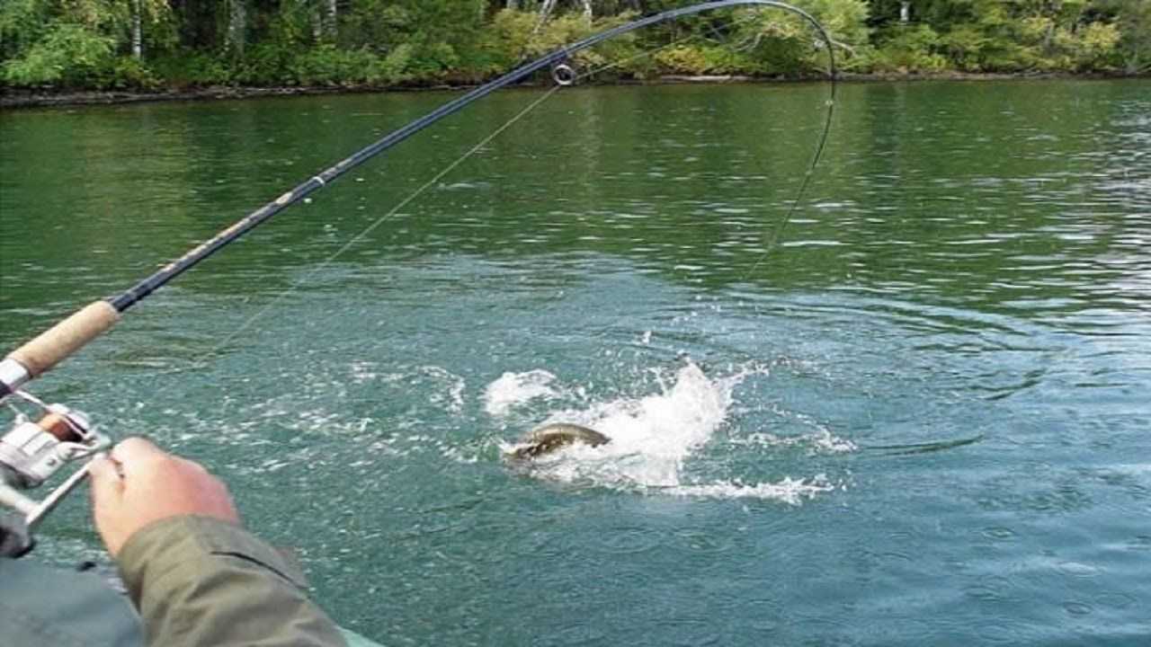 Спиннинг летом видео. Вываживание крупной рыбы. Подсечка рыба на спиннинг. Спиннинговая ловля. Спиннинг с рыбой.