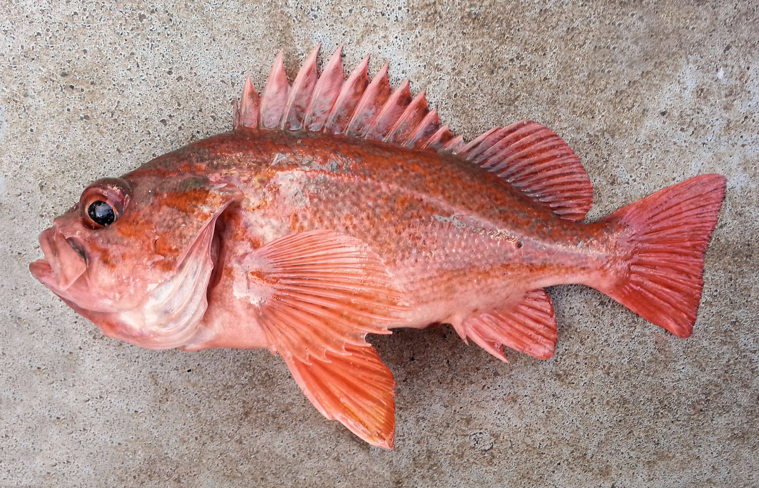 Морской окунь красный фото и описание – каталог рыб, смотреть онлайн