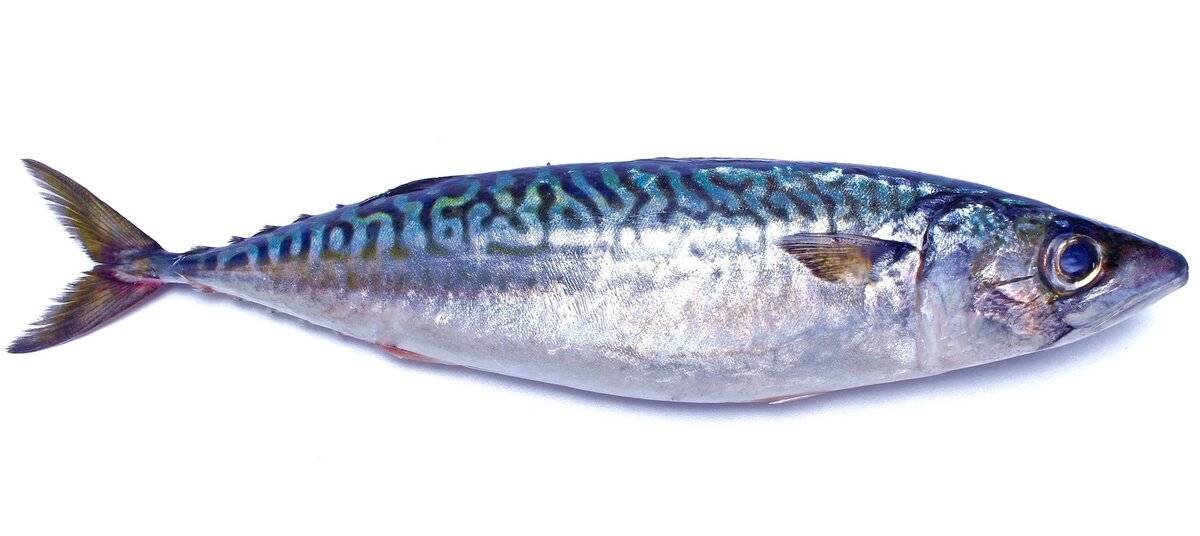 Рыба «Скумбрия японская» фото и описание