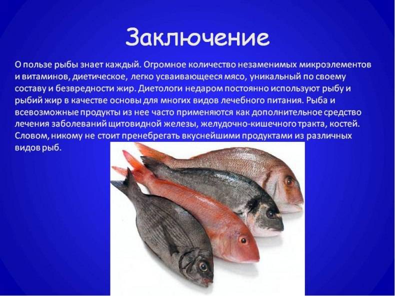 Пикша что за рыба, польза и вред для организма, исследования