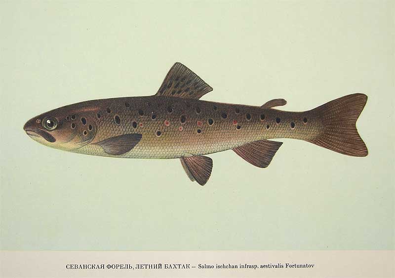 Севанская форель: разновидности, особенности ловли рыбы в озере севан