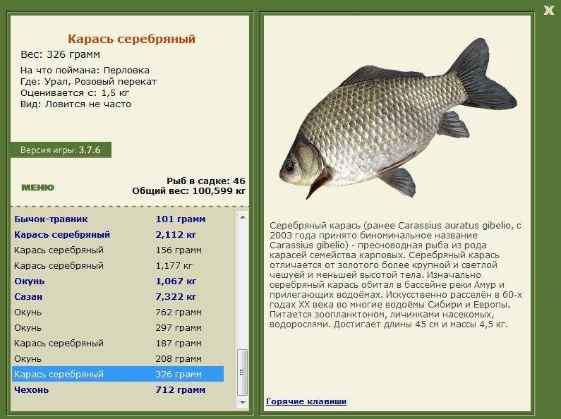 Рыба «Албула» фото и описание
