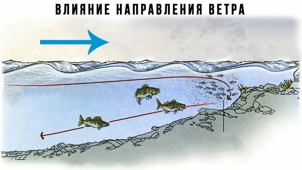 Влияние ветра на клев рыбы. какой ветер лучше для рыбалки