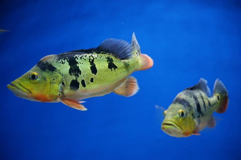 Павлиний окунь гигантский фото и описание – каталог рыб, смотреть онлайн