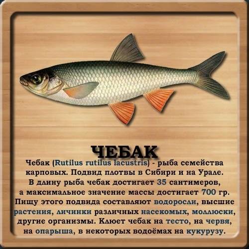 Рыба «плотва» фото и описание