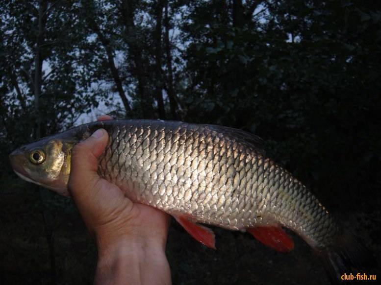 Ночь в жизни рыб – все о рыбалке
