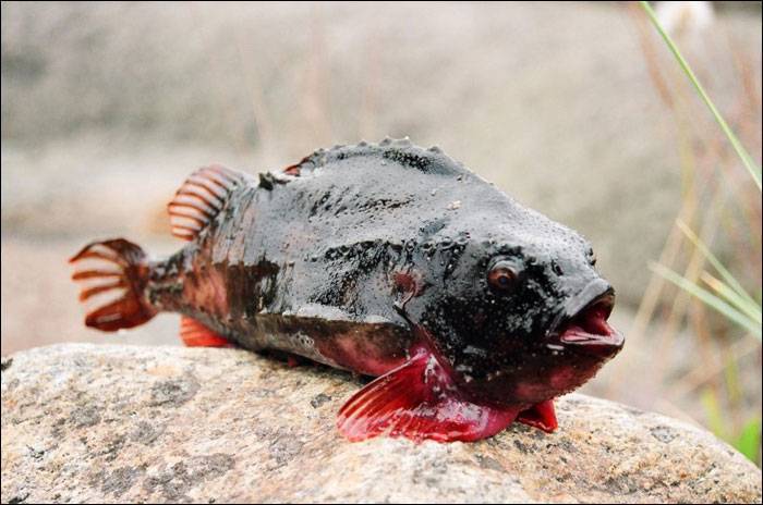 Краснопёр монгольский фото и описание – каталог рыб, смотреть онлайн
