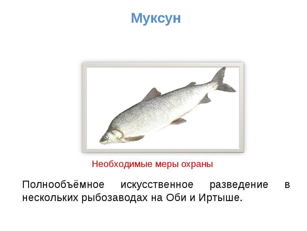 Муксун рыба: как выглядит муксун, ловля муксуна
