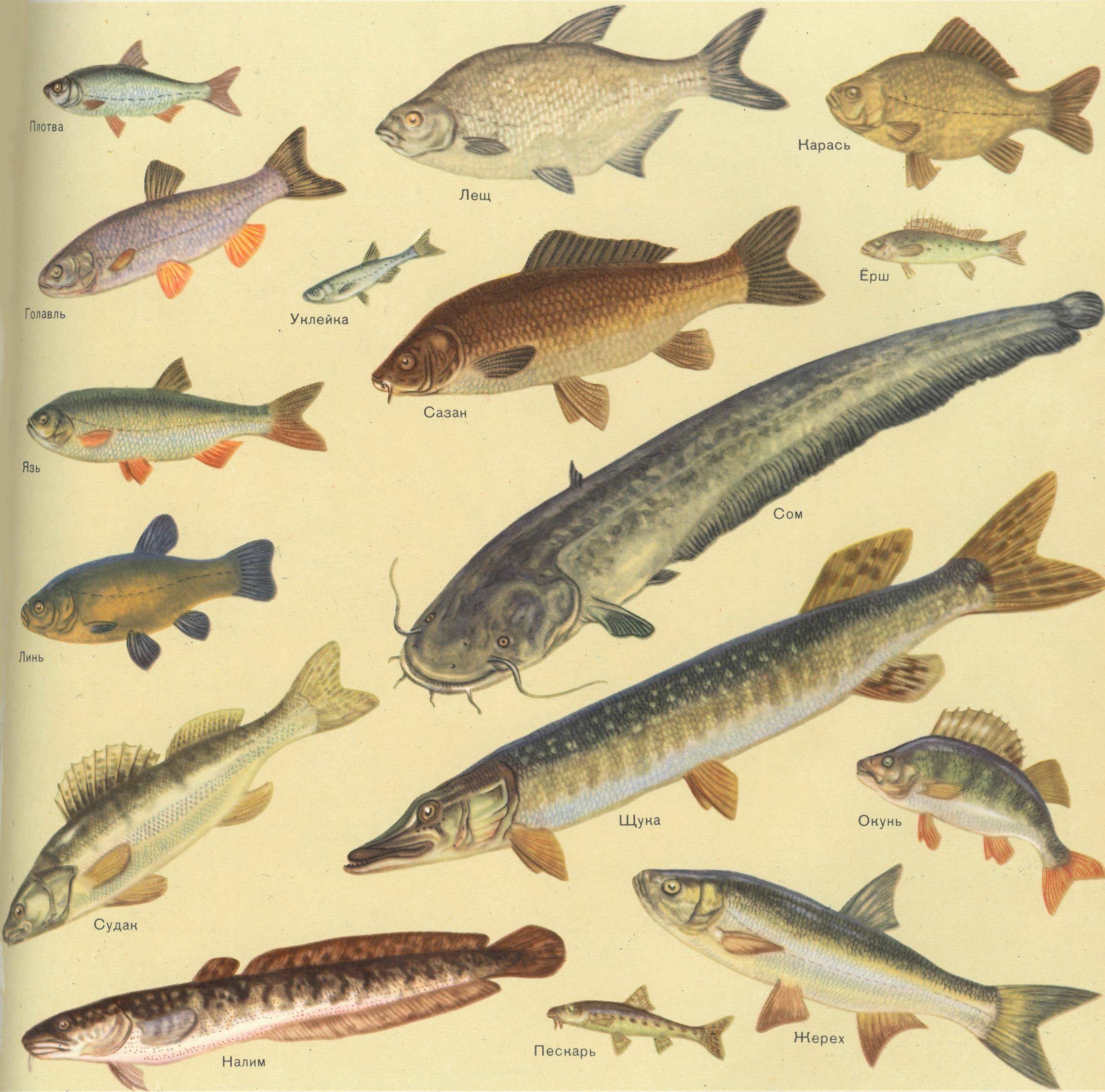 Промысловая рыба. названия, описания и виды промысловой рыбы