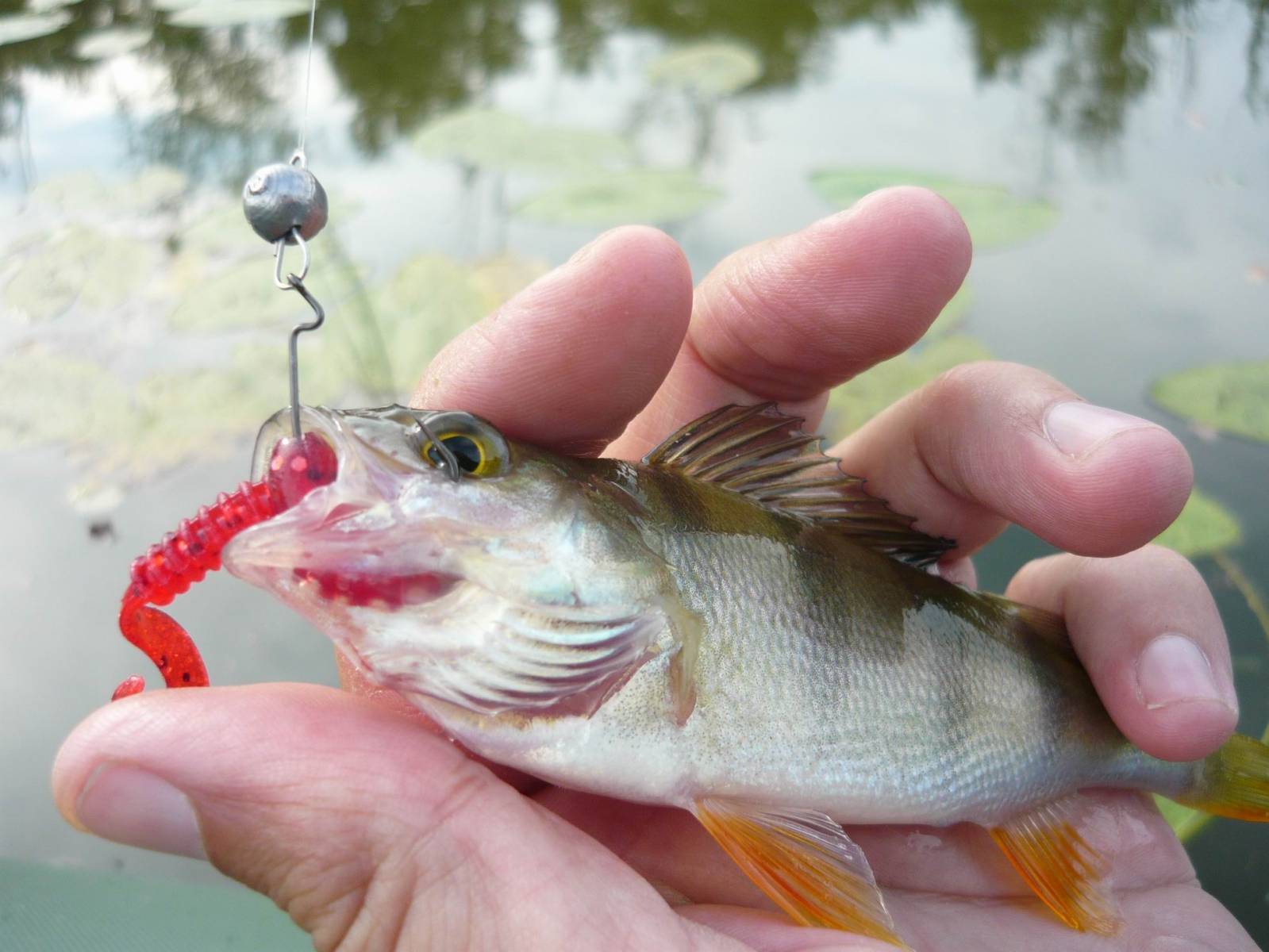 Летняя рыбалка со спиннингом – окунь на микроджиг