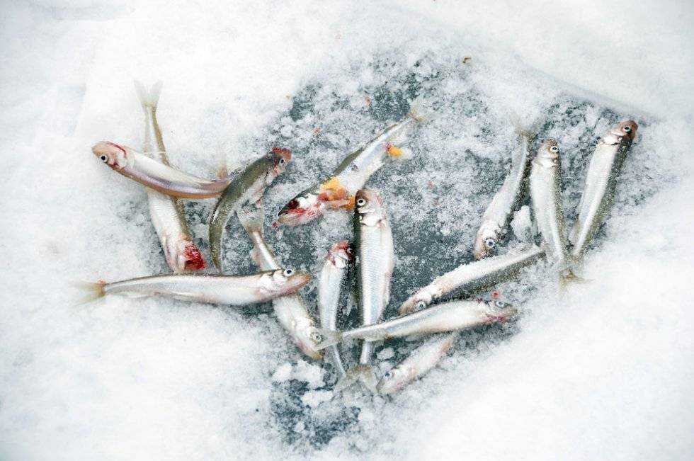 Корюшка