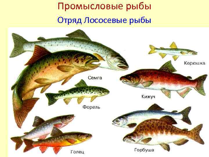 Лососевые: рыбы семейства лососевых, список представителей