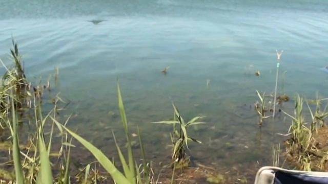 Видео о приготовлении каши для ловли карася – рыбалка онлайн