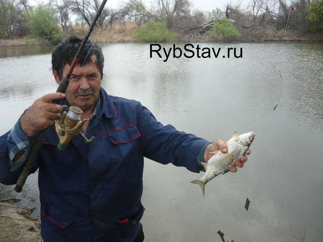 Ловля воблы на нижней волге в апреле, мае