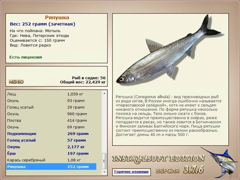 Что это за рыба - ряпушка