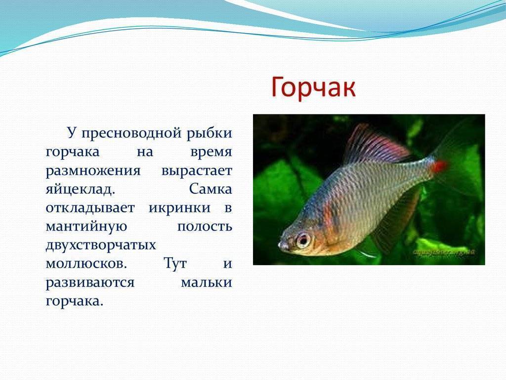 Горчак рыба - фото и описание, нерест и межвидовые отношения, ловля