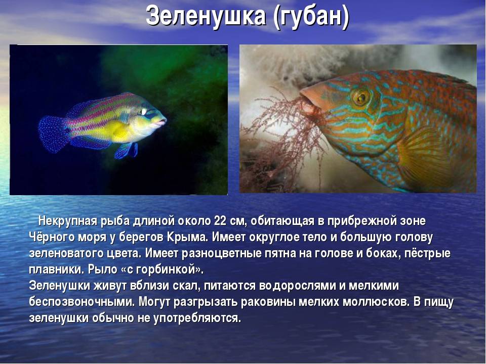 Рыбы черного моря – фото, названия и описание | виды и список рыб черного моря