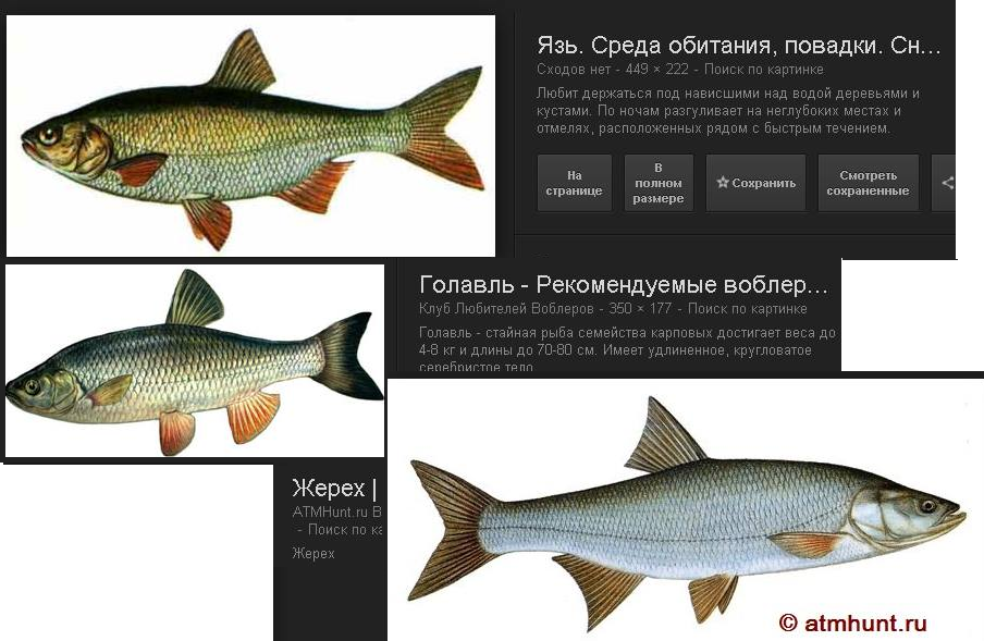 Жерех, где искать, как ловить