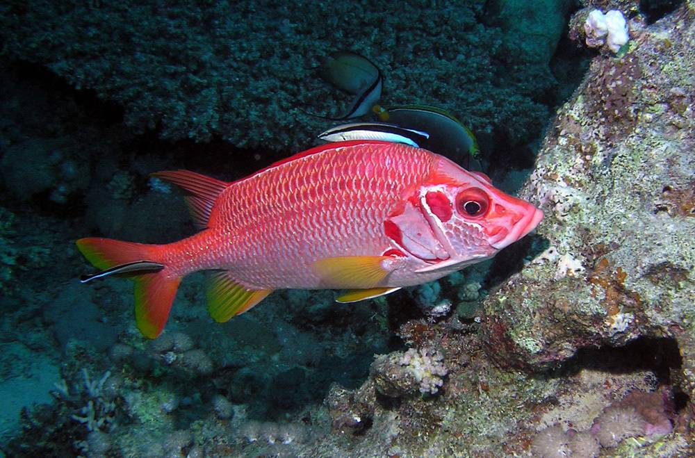 Отряд бериксообразные beryciformes