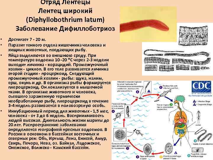 Паразиты в морской рыбе опасные для человека