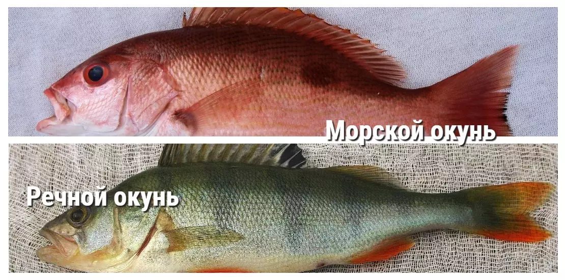 Морской окунь красный фото и описание – каталог рыб, смотреть онлайн