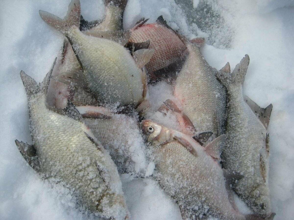 Ловля рыбы зимой. техника зимней ловли
