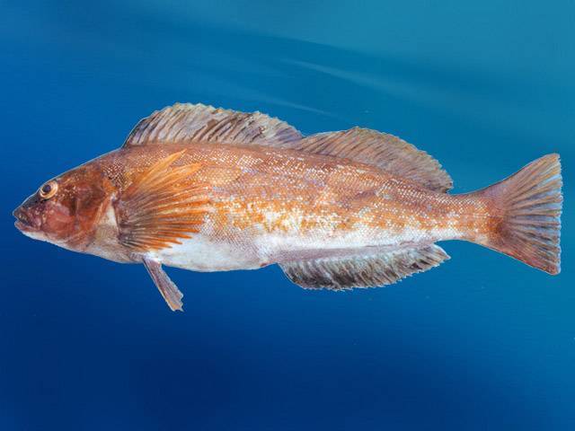 Окунь солнечный пёстрый фото и описание – каталог рыб, смотреть онлайн