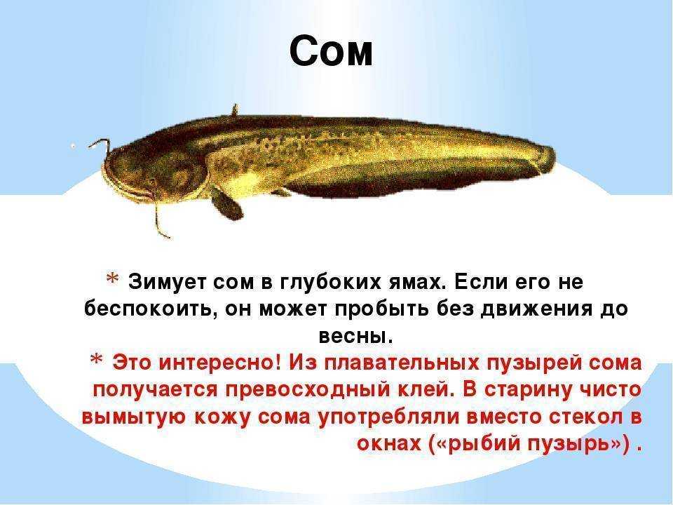 Сом аквариумный. описание, особенности, виды, уход, содержание и совместимость сома | живность.ру