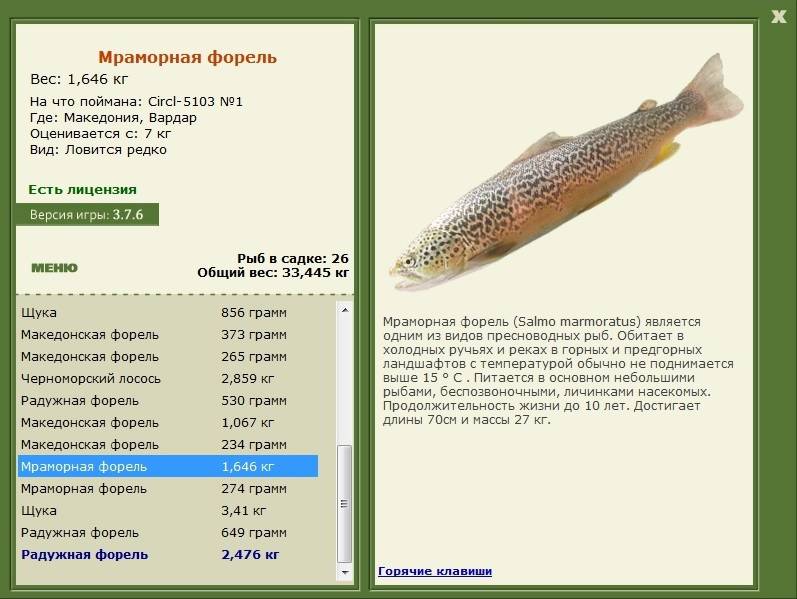 Рыба «Форель мраморная» фото и описание