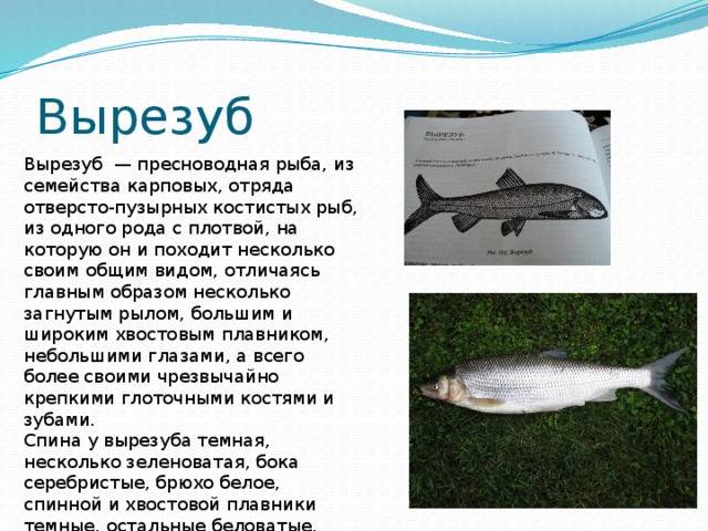 Ловля кутума: способы ловли и места обитания рыбы вырезуб