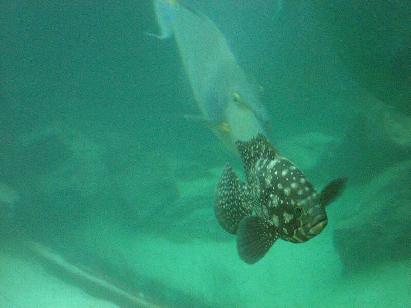 Рыба групер
