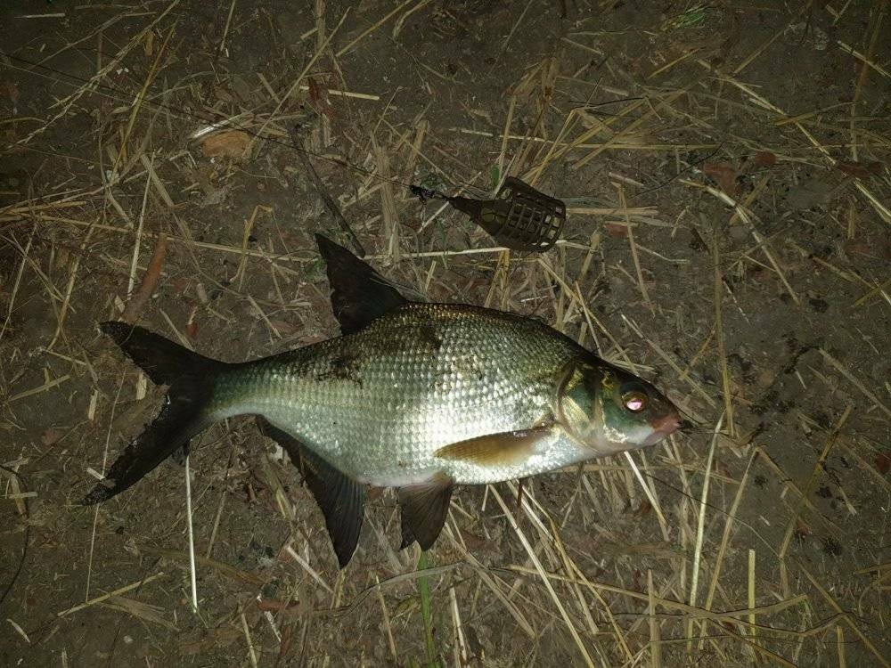 Лещ ночью: как, где и на что ловить леща в ночное время суток. советы рыболова