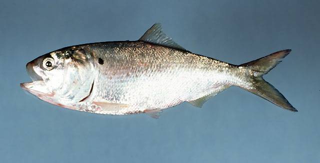 Рыба «губан-лапина» фото и описание