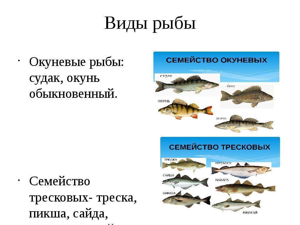 Какая рыба полезнее: морская или речная?