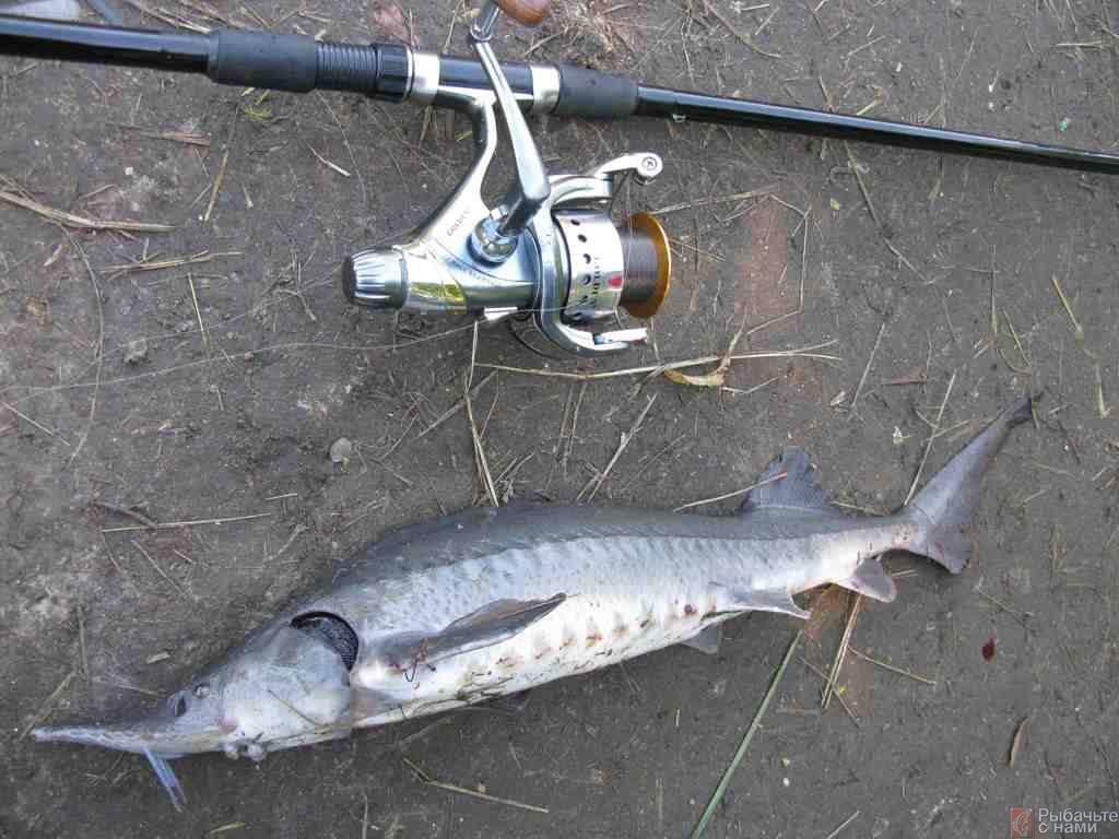 На что ловить осетра: особенности рыбалки, на какие приманки клюет