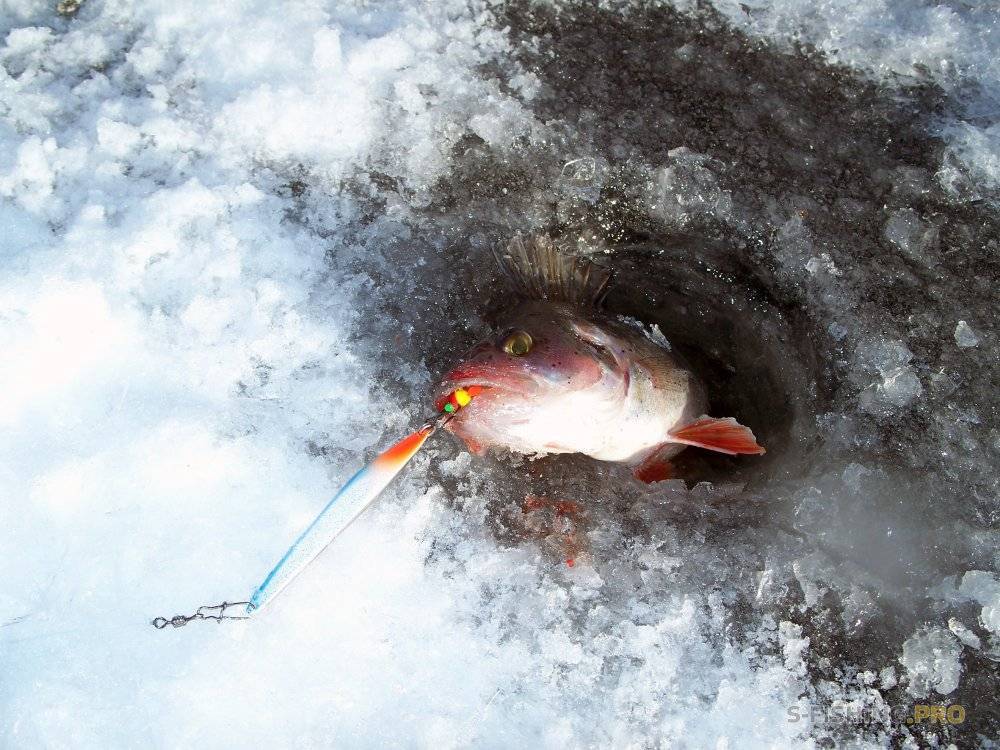 Зимняя ловля на мормышку: виды самых уловистых мормышек, оснастка + советы опытных рыбаков, как сделать своими руками