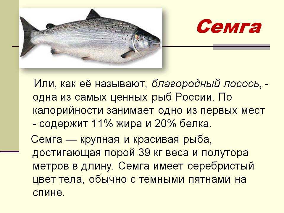 Рыба семга: полезные свойства слабосоленой семги, польза для женщин