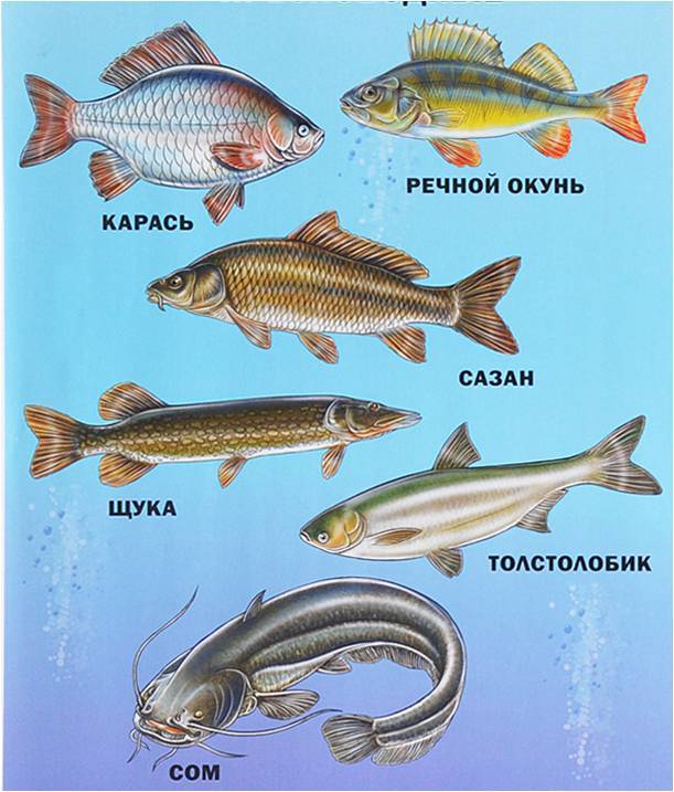 Пресноводные хищные рыбы россии: виды, где обитает