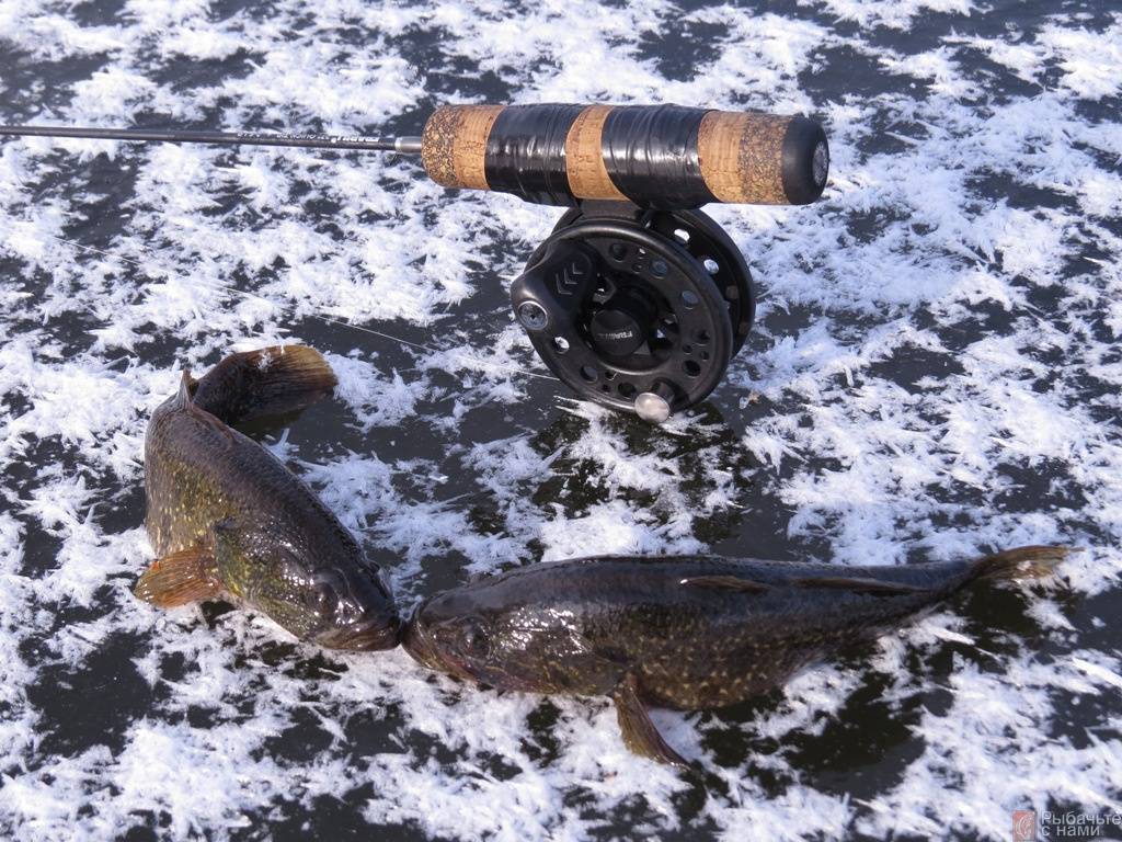 Ловля ротана в июне - читайте на сatcher.fish