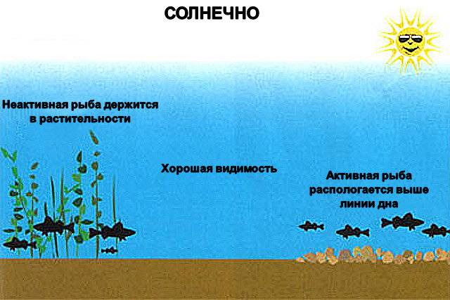 Ловля на спиннинг в августе: щука и др. рыба. как, где и на что клюет?