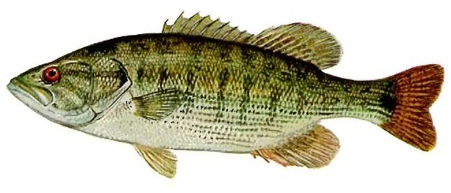 Рыба «басс белый» фото и описание